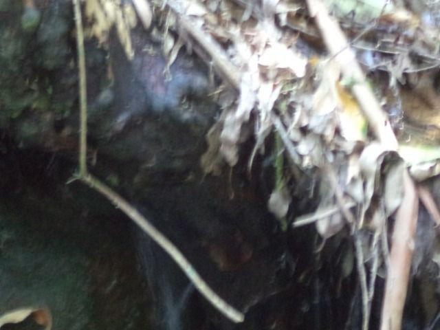 Marechal - Foto 8