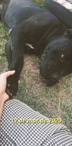 Cachorro Cane Corso Italiano Puro Pronto Para Cruza