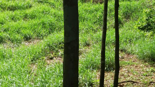 Sitio viana aceito casa em campo grande - Foto 20