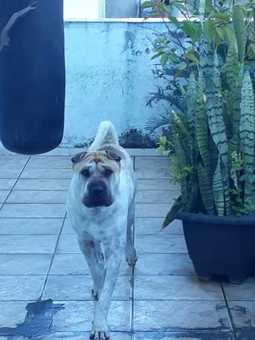 Shar pei- Doa- se