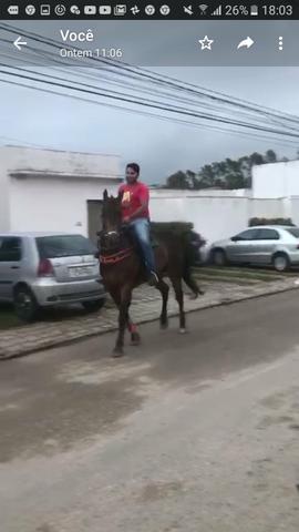 Cavalo pra textar - Foto 3