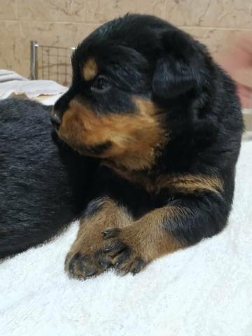 Filhotes de Rottweiler - Foto 2