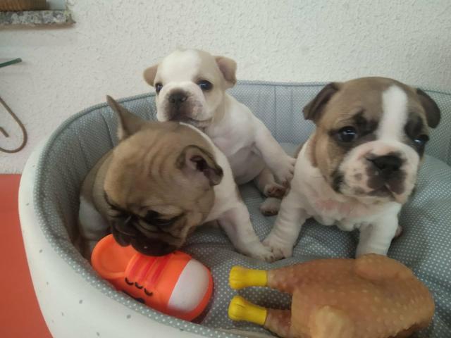 Filhote de Bulldog Francês ol - Foto 2