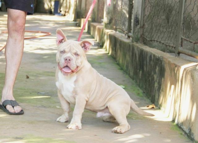 Filhote American bully disponível