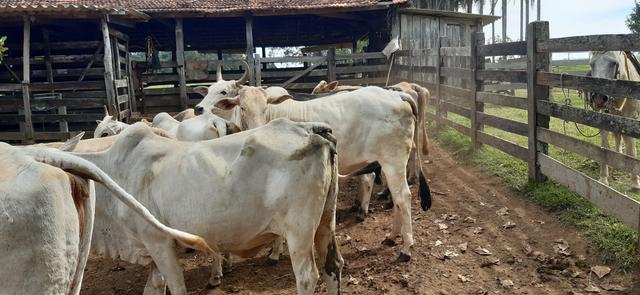 Vacas para corte