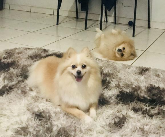Lulu da pomerânia (Anão) - Foto 2