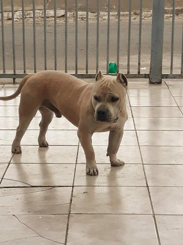 American Bully - Foto 3