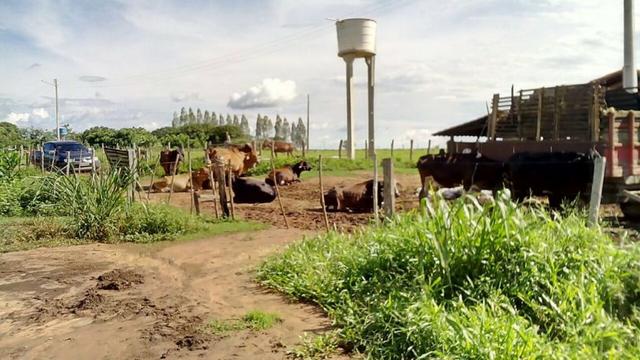 Bela fazenda de 157 hectares com gado leiteiro em Aguá -Branca -Pi - Foto 7