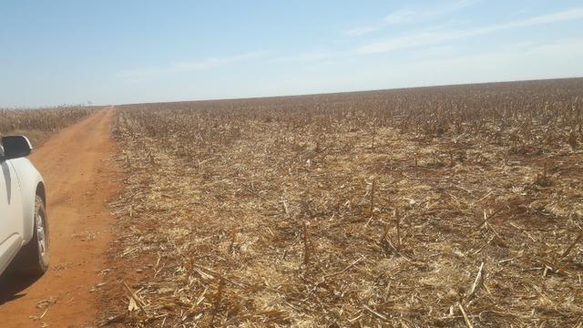 Troco Paraná, 900,00 Hectares-MT, aceita-se imóveis Paraná - Foto 7