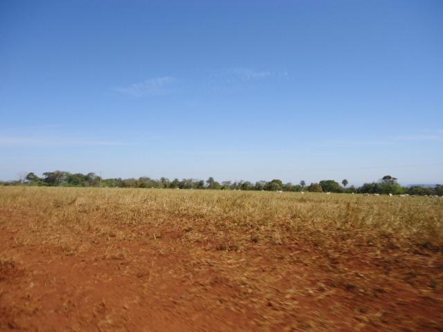 2600 hectares, 2000 hectares entregue Enleirada Região Nova Maringá?MT