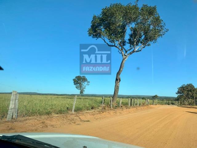 Fazenda 22 Alqueires (106 hectares) Nova Xavantina-MT - Foto 7