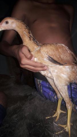Casau de frango jiguante