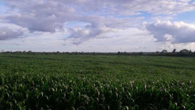 Vendo Fazenda Centro do Maranhão com excelente localização,terra teor argila 40/55% - Foto 16