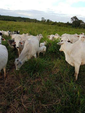 Vendo Fazenda Centro do Maranhão com excelente localização,terra teor argila 40/55% - Foto 17