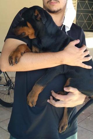 Filhote Rottweiler