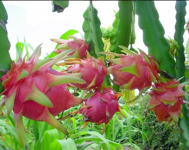 Estacas de Pitaya a venda em Pesqueira-PE - Foto 2