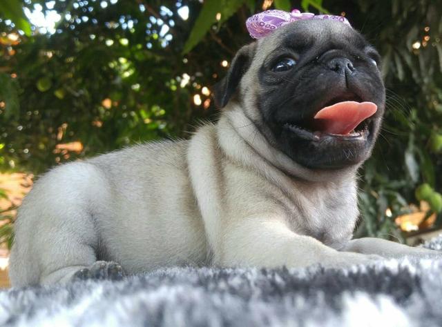 Filhotes machos de pug para reserva Nascidos 02/05
