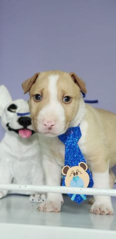 Bull Terrier MAchinho