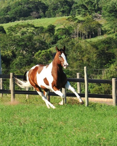 Égua Paint Horse Domada - Foto 5
