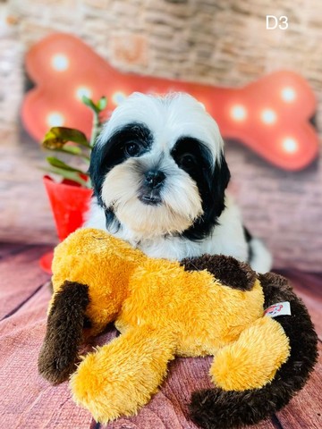 shih tzu mini toy olx