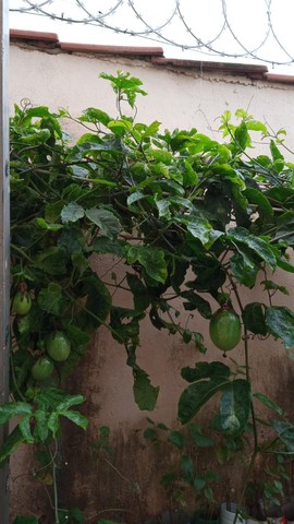 vende- se lindas mudas maracujá azedo