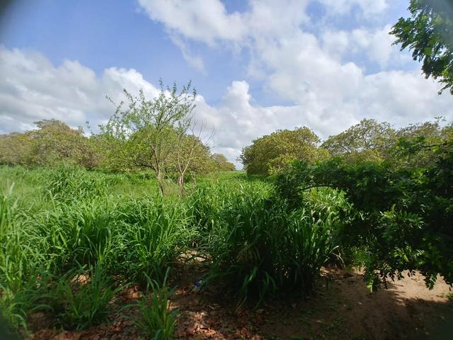 Granja com 8.8 hectares próximo da reta tabajara - Foto 12