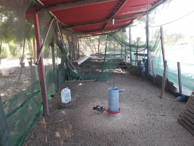 Granja estruturada em lagoa salgada 100% irrigada - Foto 6