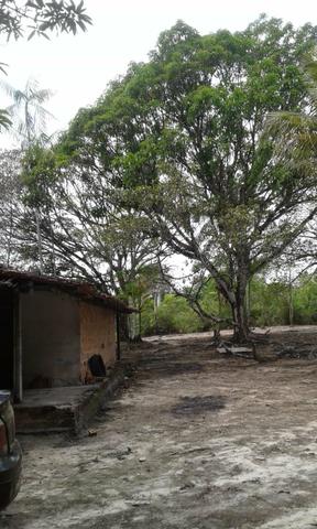 Sítio Santo Antônio do Tauá med.: 180 x 800 só R$ 150 mil - Foto 2