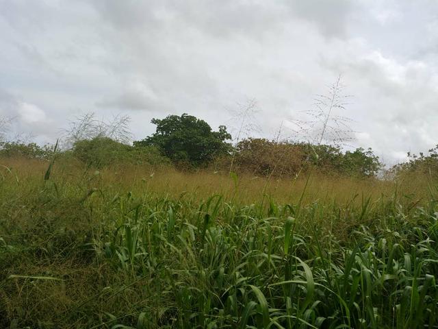 Granja com 8.8 hectares próximo da reta tabajara - Foto 2