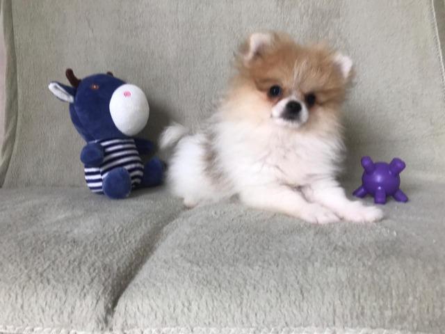 Filhote-lulu da pomerania