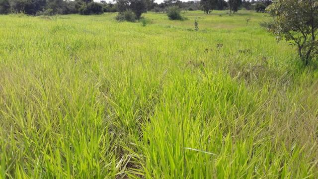 Vendo fazenda bem localizada com 726000m² - Foto 4