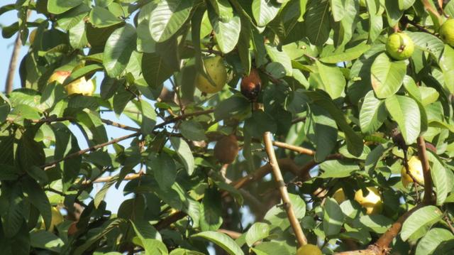 Vende-se Sítio no município de Lagamar 56 Hectares - Foto 8