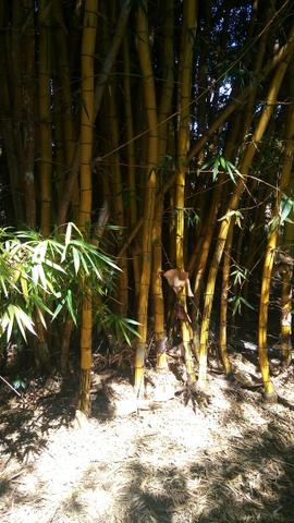 Vende-se Sítio no município de Lagamar 56 Hectares - Foto 17