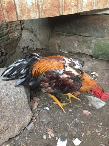 Vendo Galo - Foto 2
