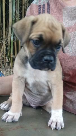 Filhotes de boxer
