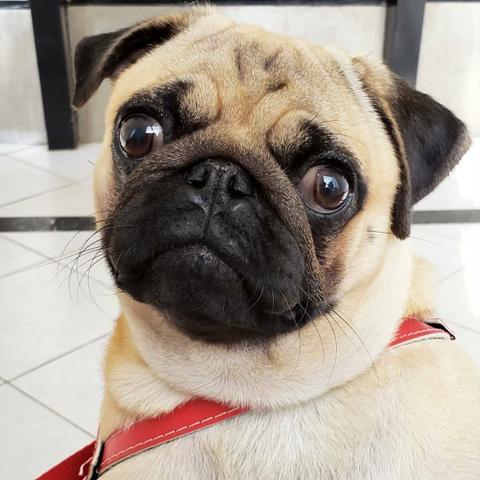 Filhotes machos de pug para reserva Nascidos 02/05 - Foto 6