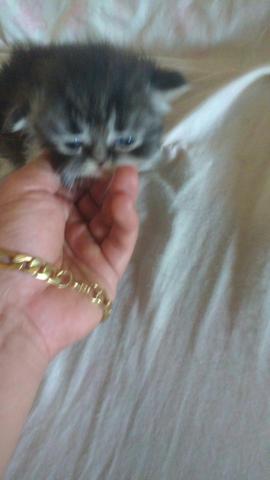 Gato Persa Fêmea - Foto 2