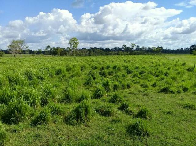 Propriedade Rural 84 Hectares com Título Definitivo - Foto 2
