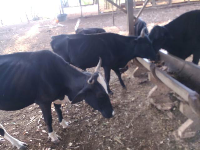 Vacas e novilhas