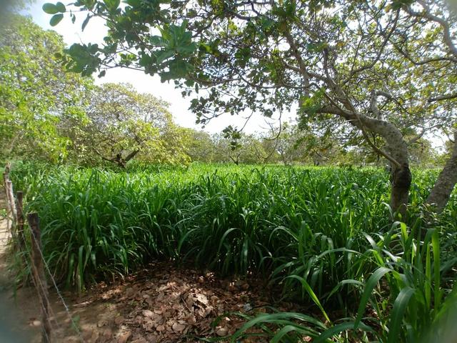 Granja com 8.8 hectares próximo da reta tabajara - Foto 4