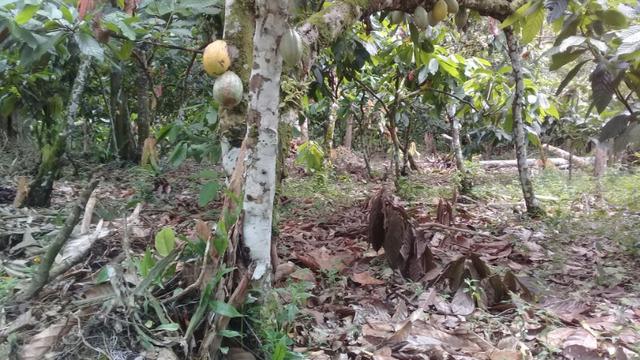 Fazenda pra ser feliz - Foto 9