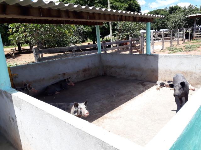 Ótima fazenda 42 Hectares dentro do DF, com água - Foto 4