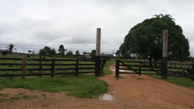 Fazenda - Porto Belo Linha 120 - 900 hectares - Foto 17