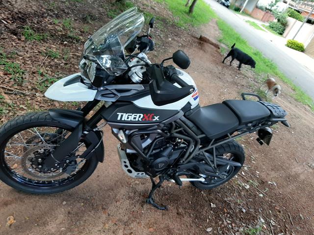 olx triumph tiger