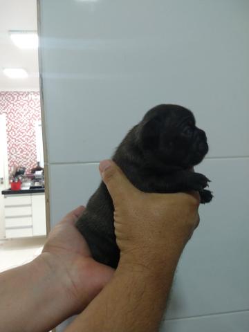 Bulldog Francês Filhotes Raríssimos - Foto 3