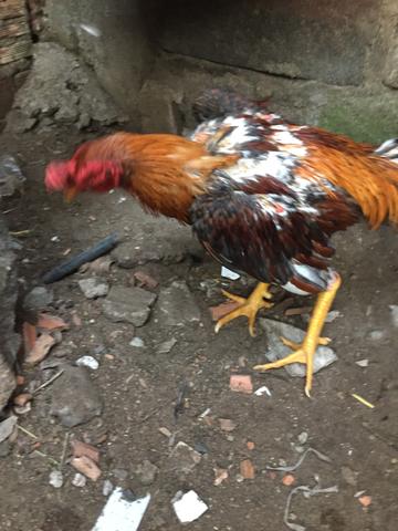 Vendo Galo