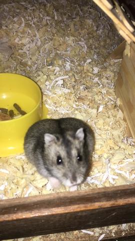 Vendo casal de hamster com gaiolas - Foto 4