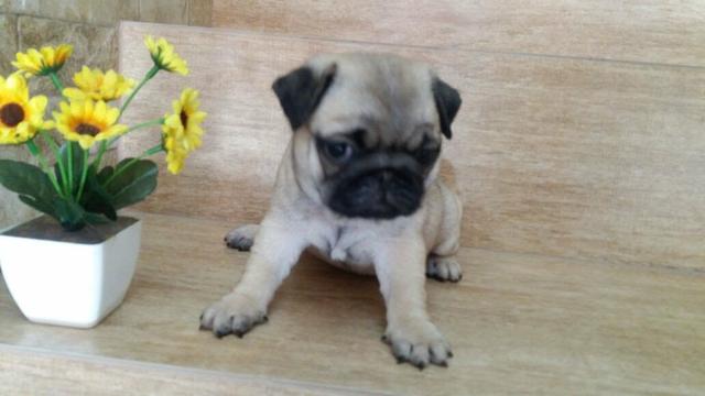Pug fêmea - Foto 3