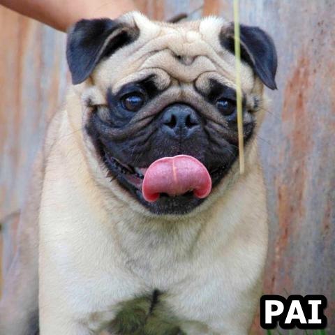 Filhotes machos de pug para reserva Nascidos 02/05 - Foto 3