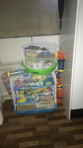 Vendo casal de hamster com gaiolas